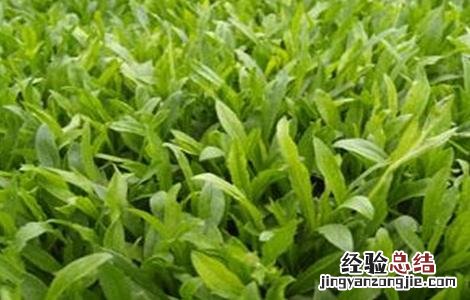 秦艽怎么种 秦艽怎么种植