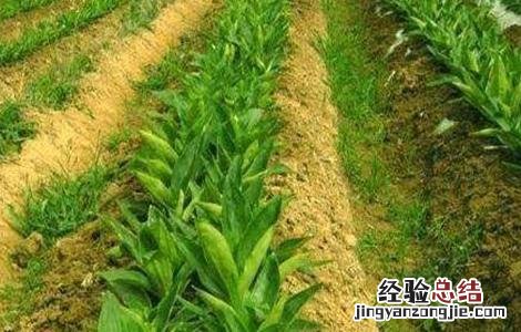 秦艽怎么种 秦艽怎么种植