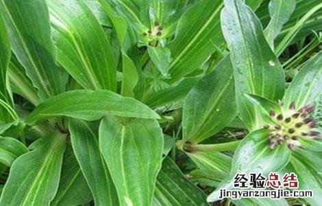 秦艽怎么种 秦艽怎么种植