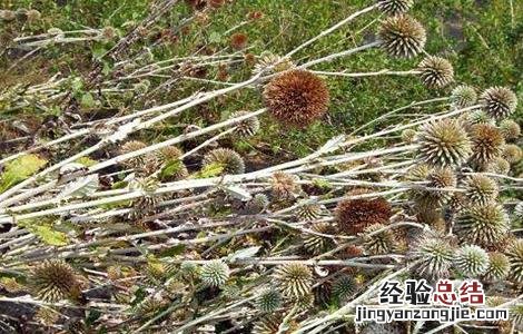 漏芦的种植技术与管理 漏芦的种植技术