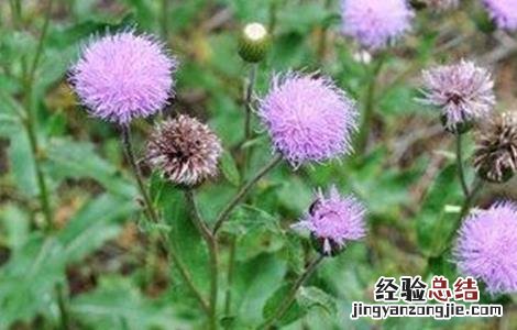 漏芦的种植技术与管理 漏芦的种植技术