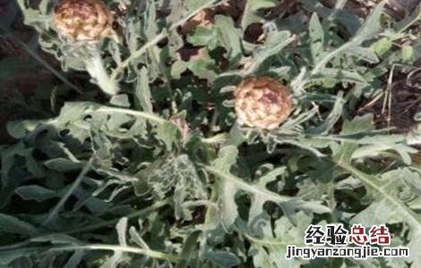 漏芦的种植技术与管理 漏芦的种植技术