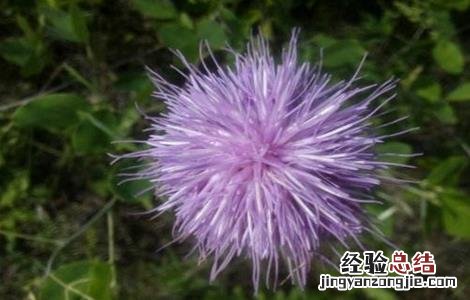 漏芦的种植技术与管理 漏芦的种植技术