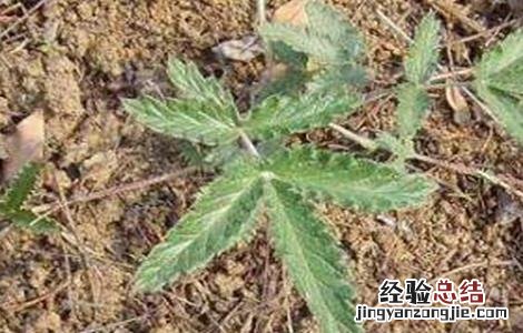 翻白草的种植技术 翻白草种植技术及亩效益