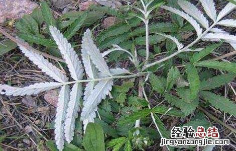 翻白草的种植技术 翻白草种植技术及亩效益