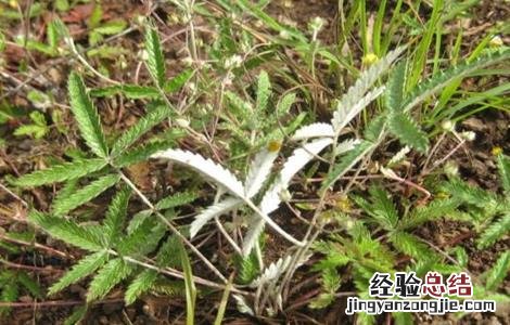 翻白草的种植技术 翻白草种植技术及亩效益