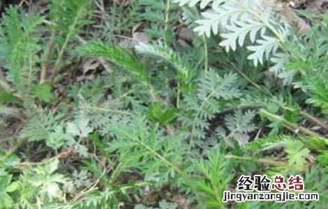 翻白草的种植技术 翻白草种植技术及亩效益