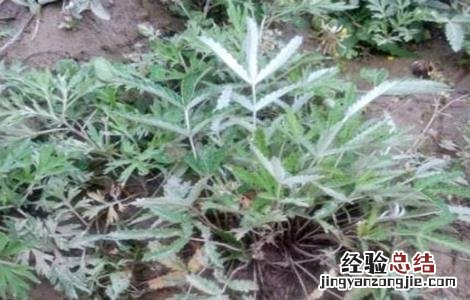 翻白草的种植技术 翻白草种植技术及亩效益