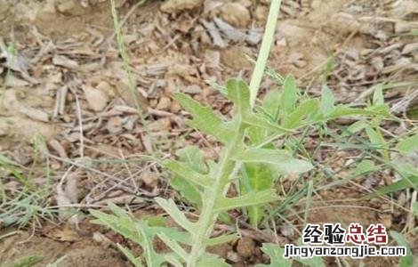 漏芦的繁殖方法 漏芦的繁殖方法有哪些
