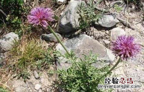 漏芦的繁殖方法 漏芦的繁殖方法有哪些