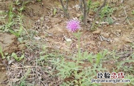 漏芦的繁殖方法 漏芦的繁殖方法有哪些