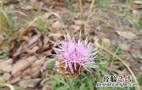 漏芦的繁殖方法 漏芦的繁殖方法有哪些