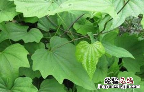 穿山龙怎么种植 穿山龙的种植方法