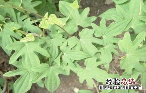 穿山龙怎么种植 穿山龙的种植方法