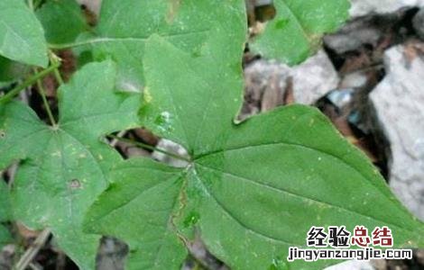 穿山龙怎么种植 穿山龙的种植方法