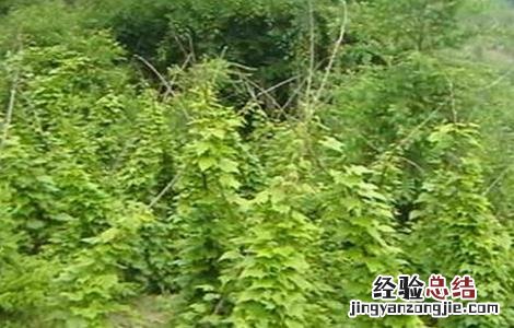 穿山龙怎么种植 穿山龙的种植方法