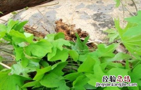 穿山龙怎么种植 穿山龙的种植方法