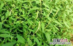 香薷的种植技术 蒮香种植技术