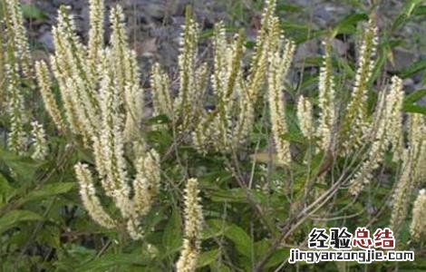 香薷的种植技术 蒮香种植技术