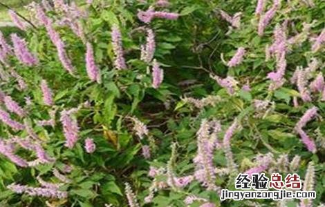 香薷的种植技术 蒮香种植技术