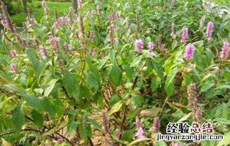 香薷的种植技术 蒮香种植技术