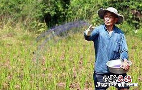 三棱的种植技术有哪些 三棱的种植技术