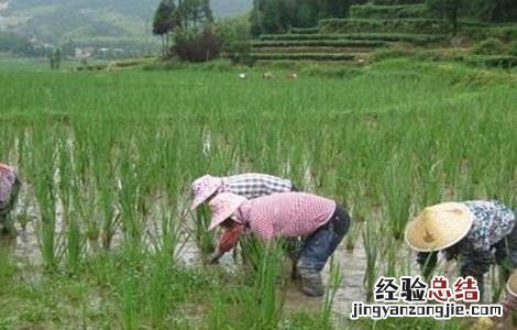 三棱的种植技术有哪些 三棱的种植技术
