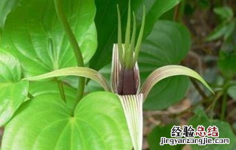 百部的繁殖方法