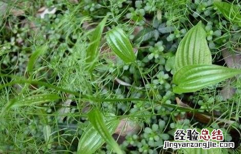 百部的繁殖方法
