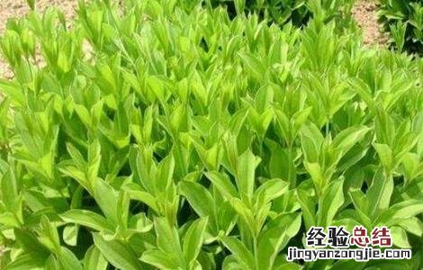 百部的繁殖方法