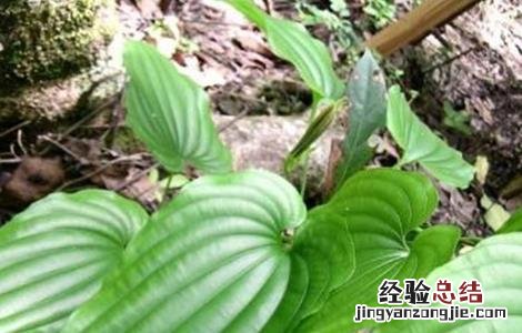 百部的繁殖方法