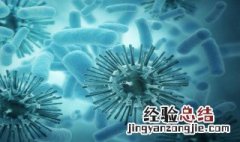 细菌的分类依据 细菌的分类