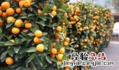 过年买的年桔可以吃吗 过年家里的年桔为什么不好吃