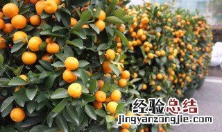 过年买的年桔可以吃吗 过年家里的年桔为什么不好吃