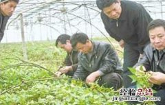 百部的种植技术方法 百部的种植技术