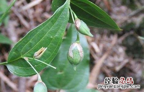 百部的种植技术方法 百部的种植技术