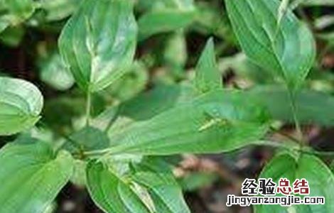 百部的种植技术方法 百部的种植技术