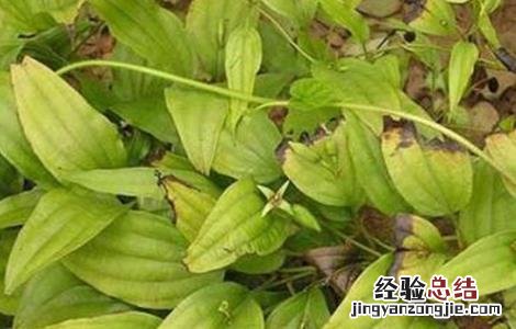 百部的种植技术方法 百部的种植技术