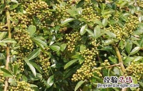 花椒树的繁殖方法视频 花椒树的繁殖方法