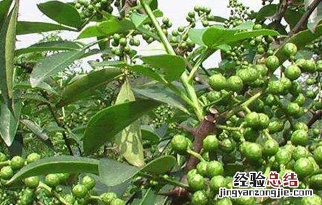 花椒树的繁殖方法视频 花椒树的繁殖方法