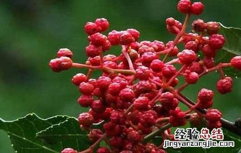 花椒树的繁殖方法视频 花椒树的繁殖方法