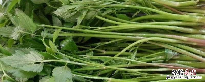 野菜面条菜怎么做好吃 野菜面条菜的做法