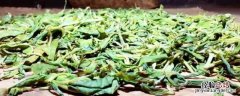 梅子箐古树茶的特点 梅子箐古树茶特点