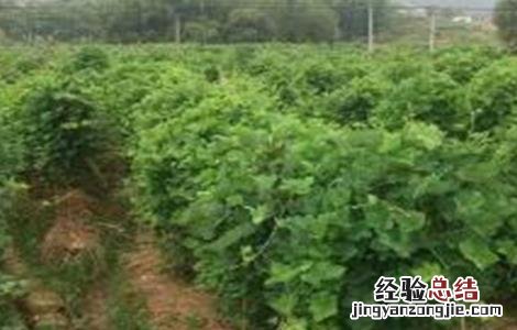 葛根的繁殖方法 葛根的繁殖方法视频