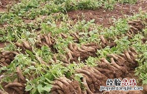 葛根的繁殖方法 葛根的繁殖方法视频