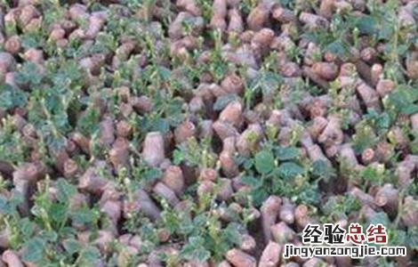 葛根的繁殖方法 葛根的繁殖方法视频
