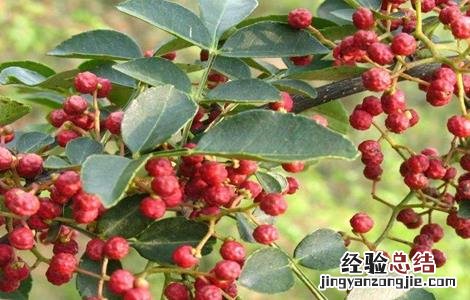 花椒该怎么育苗 花椒怎么育苗?