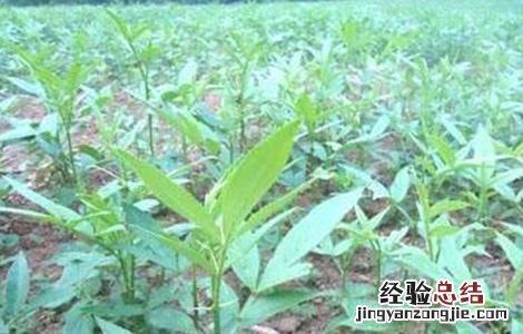 花椒该怎么育苗 花椒怎么育苗?