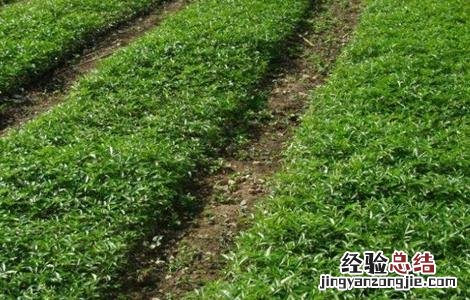 花椒该怎么育苗 花椒怎么育苗?