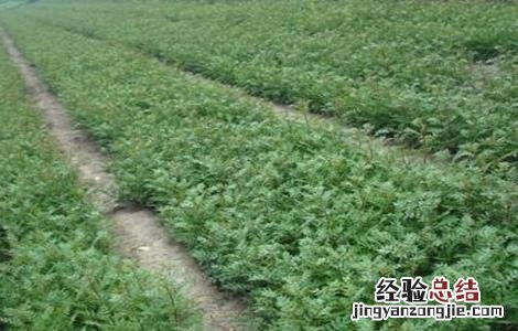 花椒该怎么育苗 花椒怎么育苗?